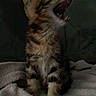 Plume a rejoint le concours — aidez-le/la à gagner de superbes lots ! kitten, tabby, cat, feline, mouth_open, teeth, fur, whiskers, ears, pet, young, cute, animal, indoor, blanket, soft, sitting, cozy, dark_background, portrait