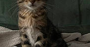 Plume a rejoint le concours — aidez-le/la à gagner de superbes lots ! kitten, cat, tabby, pet, animal, feline, cute, fur, whiskers, ears, eyes, paws, sitting, blanket, indoor, cozy, soft, small, young, curious