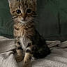 animal, blanket, cat, cozy, curious, cute, ears, eyes, feline, fur, indoor, kitten, paws, pet, sitting, small, soft, tabby, whiskers, young