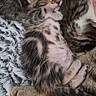 animal, blanket, cat, closeup, cozy, cute, domestic, feline, fur, kitten, nap, paw, pet, relaxation, resting, sleeping, soft, striped, tabby, texture