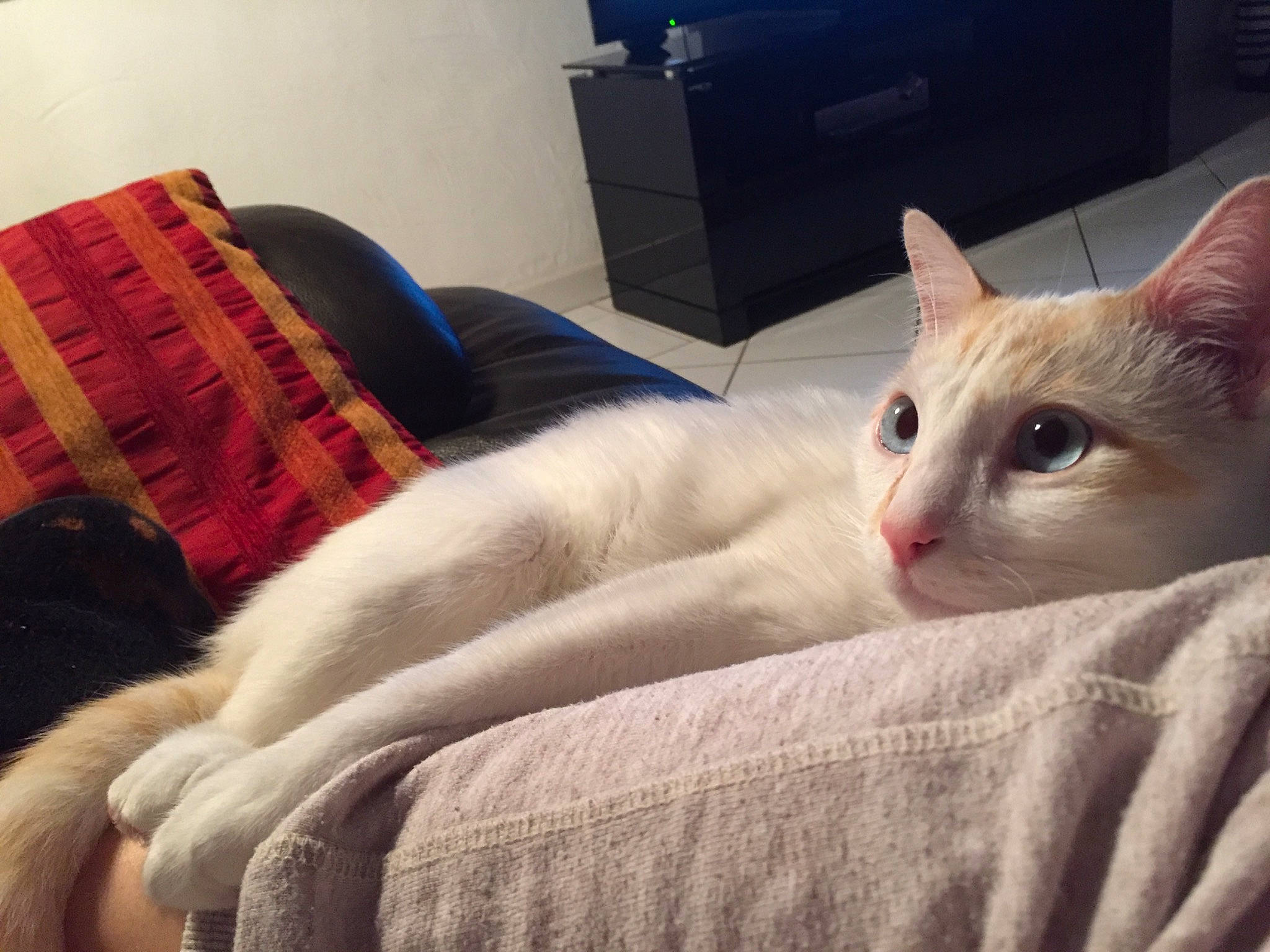 Tigrou participe au concours pour gagner de l'argent avec cette photo : asian, burmilla, carnivore, cat, colorpoint_shorthair, ear, eye, felidae, fur, furniture, khao_manee, kitten, nose, ojos_azules, sky, small_to_medium_sized_cats, tail, turkish_angora, turkish_van, whiskers