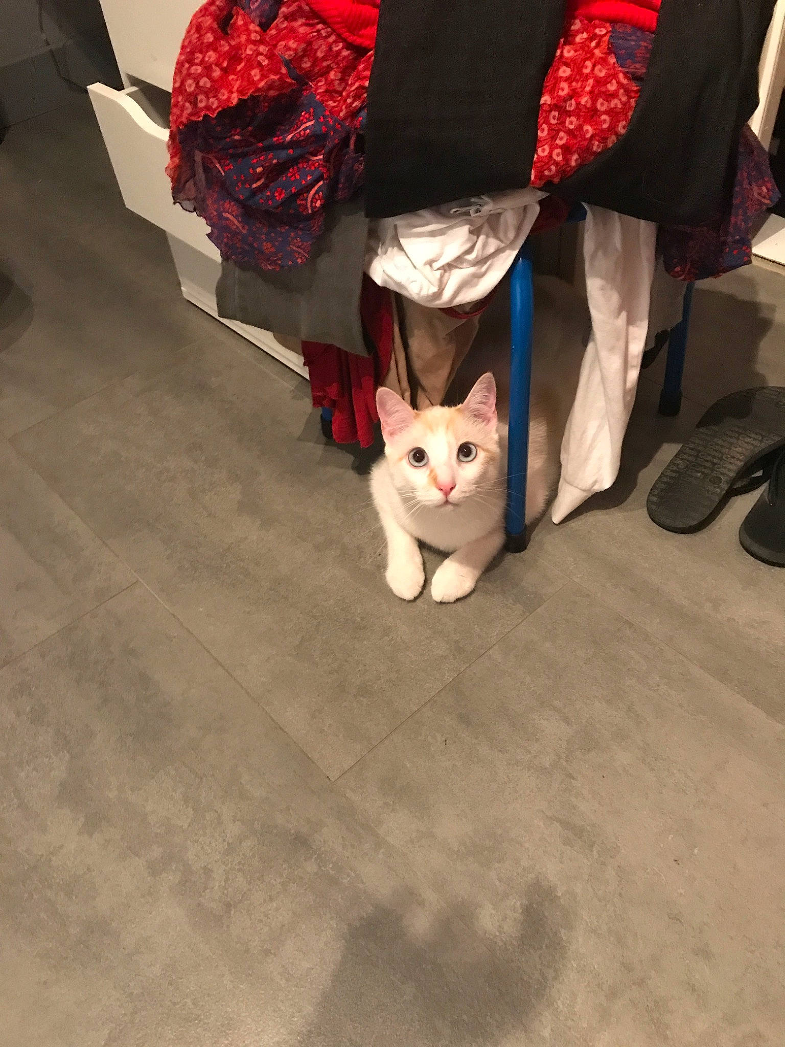 Tigrou participe au concours pour gagner de l'argent avec cette photo : carnivore, cat, fawn, felidae, floor, flooring, fur, kitten, leg, shoe, small_to_medium_sized_cats, whiskers