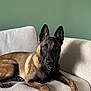 alert, animal, black, brown, canine, collar, couch, dog, domestic_animal, ears, fur, furniture, home, indoor, lounge, paw, pet, portrait, resting, snout