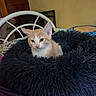 cat, kitten, orange_and_white, feline, pet, animal, sitting, bed, shaggy_bed, black_fur, indoors, bedroom, white_bedframe, furniture, portrait, whiskers, ears, pink_nose, cozy, photograph