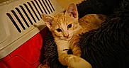 Blue participe au concours pour gagner de l'argent avec cette photo : cat, kitten, orange_cat, pet, animal, feline, sleepy, relaxed, sitting, lying_down, paw, whiskers, ears, eyes, fur, blanket, cushion, pet_carrier, indoors, cozy