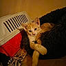 cat, kitten, orange_cat, pet, animal, feline, sleepy, relaxed, sitting, lying_down, paw, whiskers, ears, eyes, fur, blanket, cushion, pet_carrier, indoors, cozy