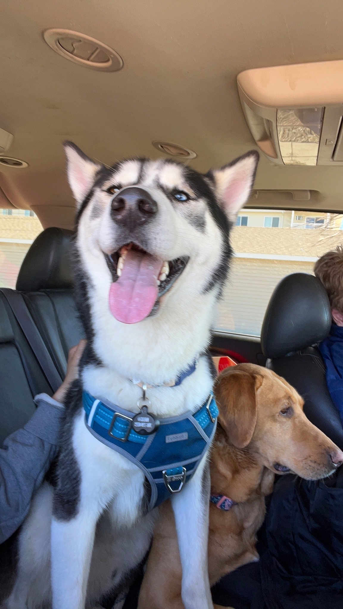 Meeko