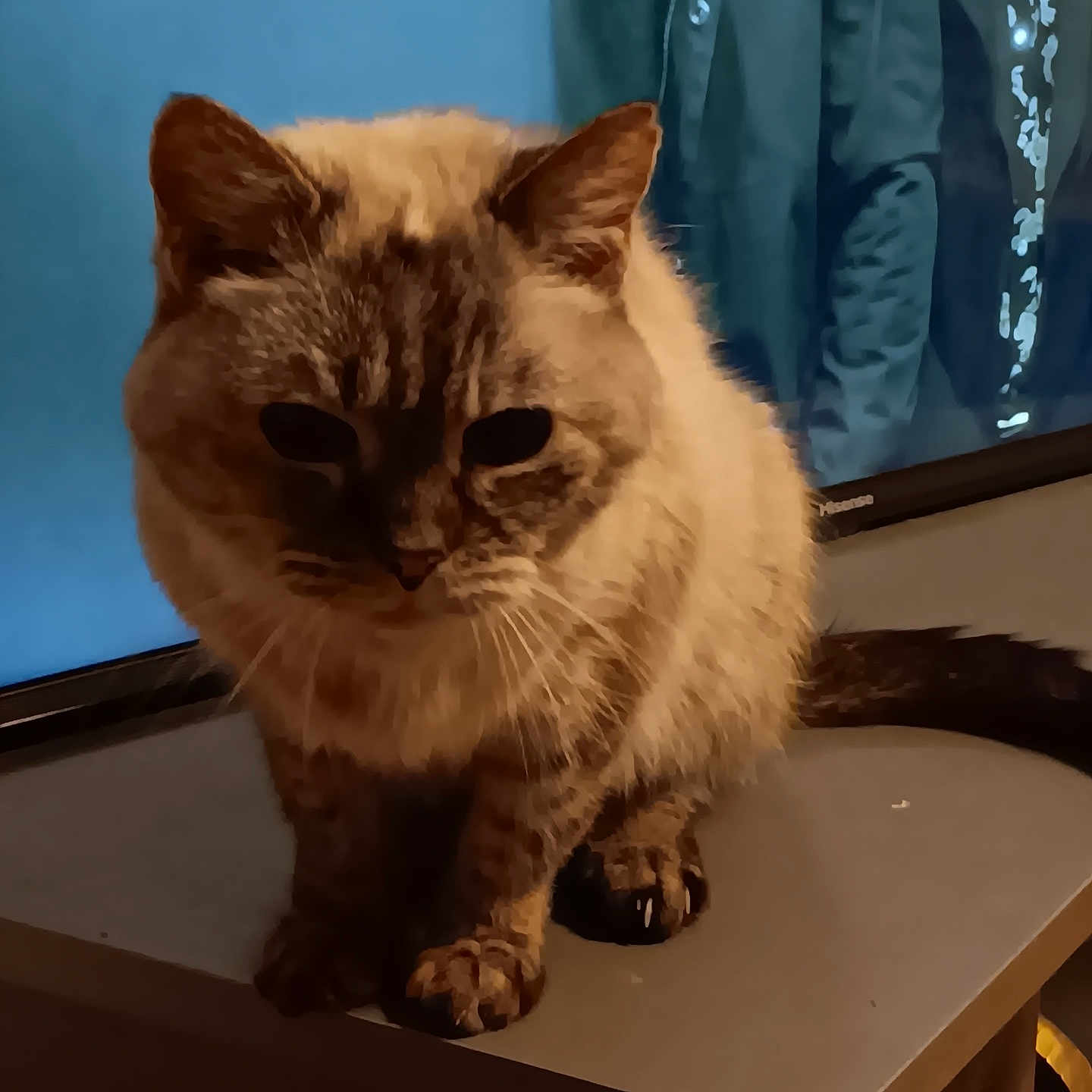 Sandy is registered to the contest to win money with this photo: abyssinian, angora, animal, cat, doctor, kitten, manx, person, pet, plywood, siamese, wood