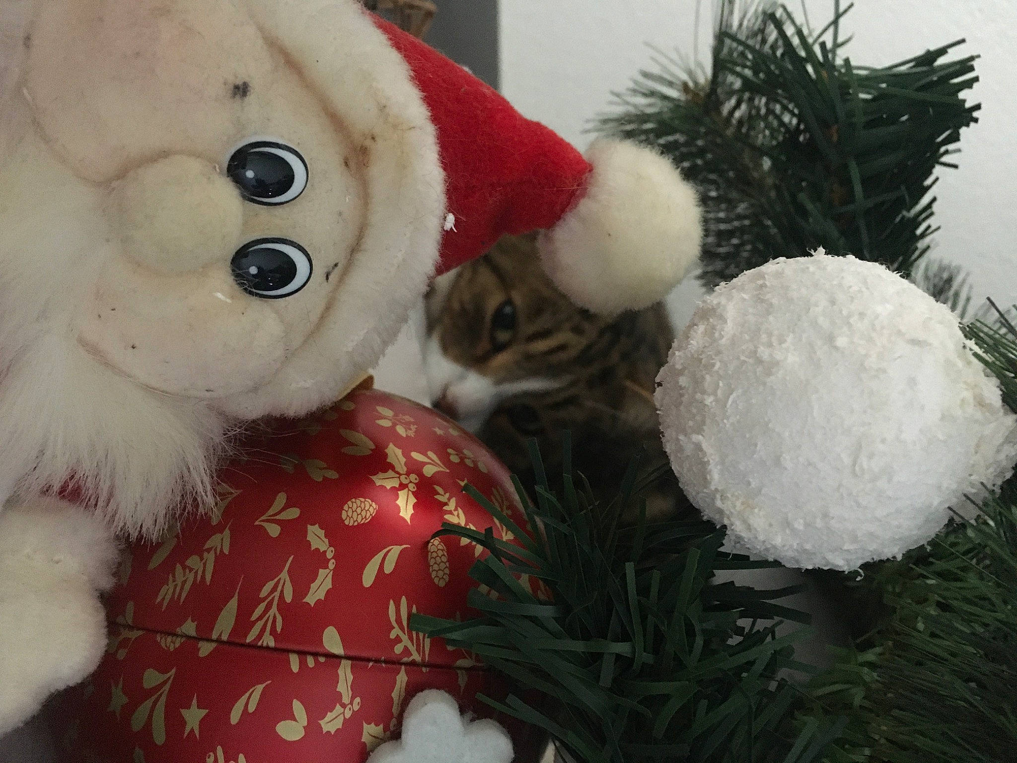 Opi a rejoint le concours — aidez-le/la à gagner de superbes lots ! baby_toys, christmas, conifer, fictional_character, fur, pine, plush, small_to_medium_sized_cats, stuffed_toy, toy