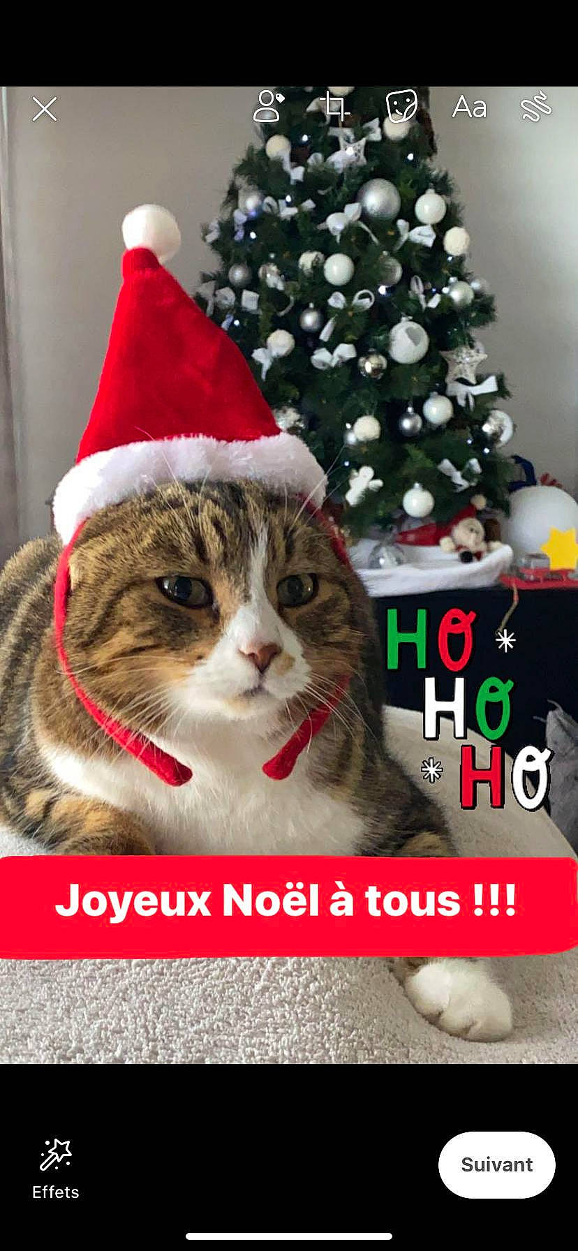 Opi a rejoint le concours — aidez-le/la à gagner de superbes lots ! carnivore, cat, christmas, christmas_decoration, christmas_eve, christmas_ornament, christmas_tree, collar, event, felidae, fur, holiday, holiday_ornament, interior_design, paw, photo_caption, small_to_medium_sized_cats, snout, whiskers, winter