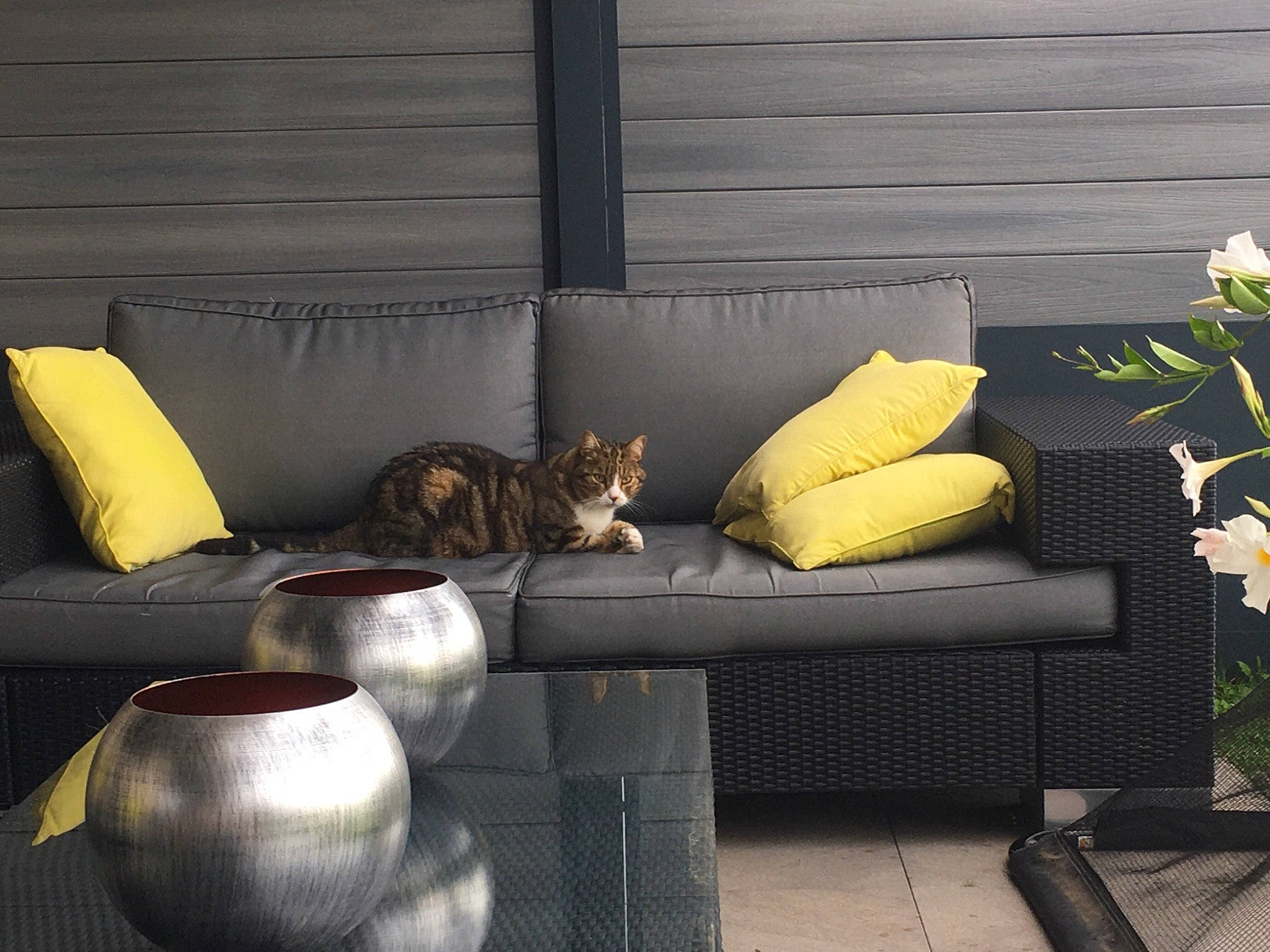Opi participe au concours pour gagner de l'argent avec cette photo : black, carnivore, cat, comfort, couch, felidae, furniture, grey, interior_design, light, line, living_room, outdoor_furniture, plant, rectangle, studio_couch, table, wall, wood, yellow