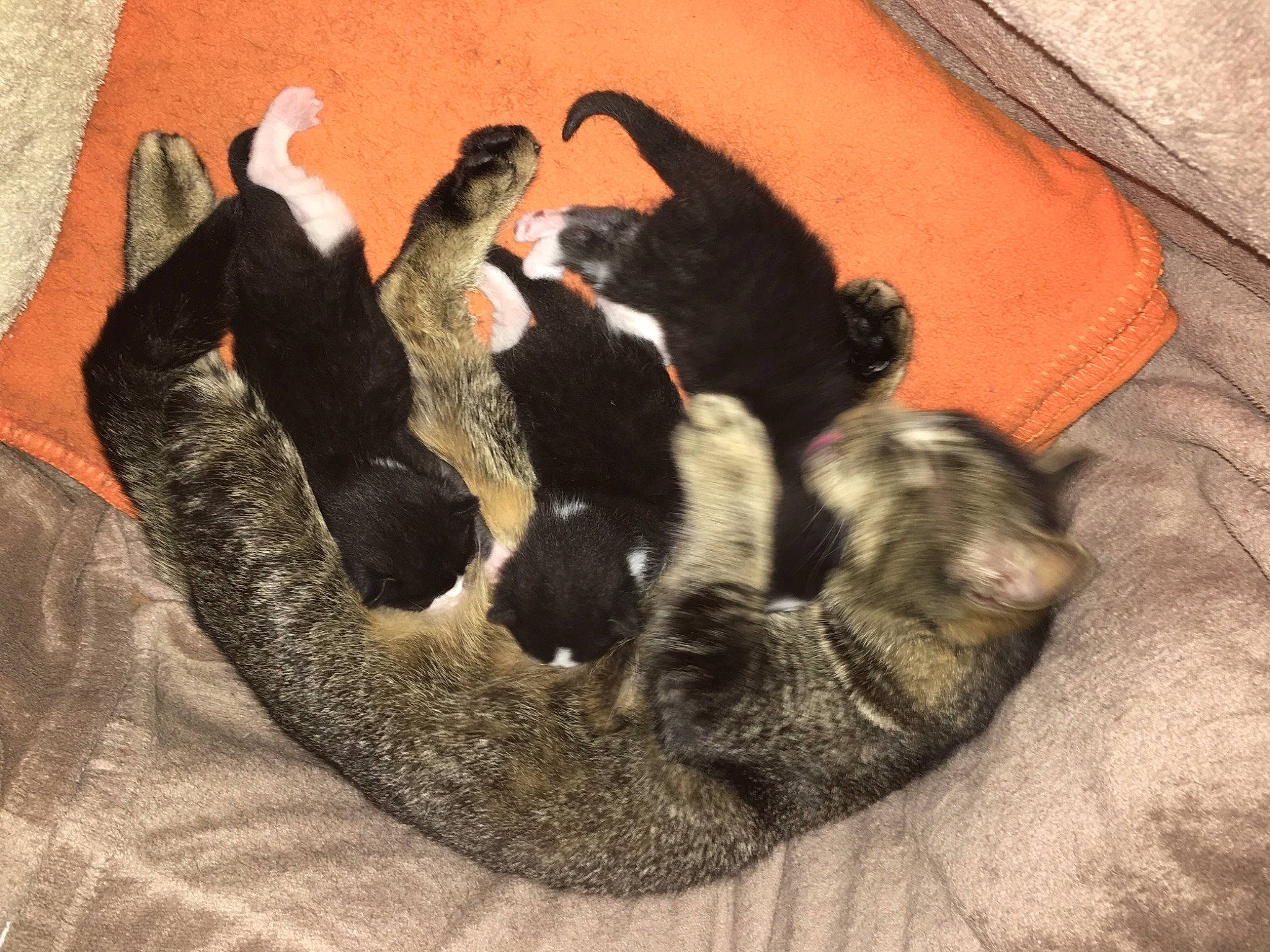 Buck a rejoint le concours — aidez-le/la à gagner de superbes lots ! canidae, carnivore, cat, claw, dog, dog_breed, felidae, mammal, paw, puppy, small_to_medium_sized_cats, tail