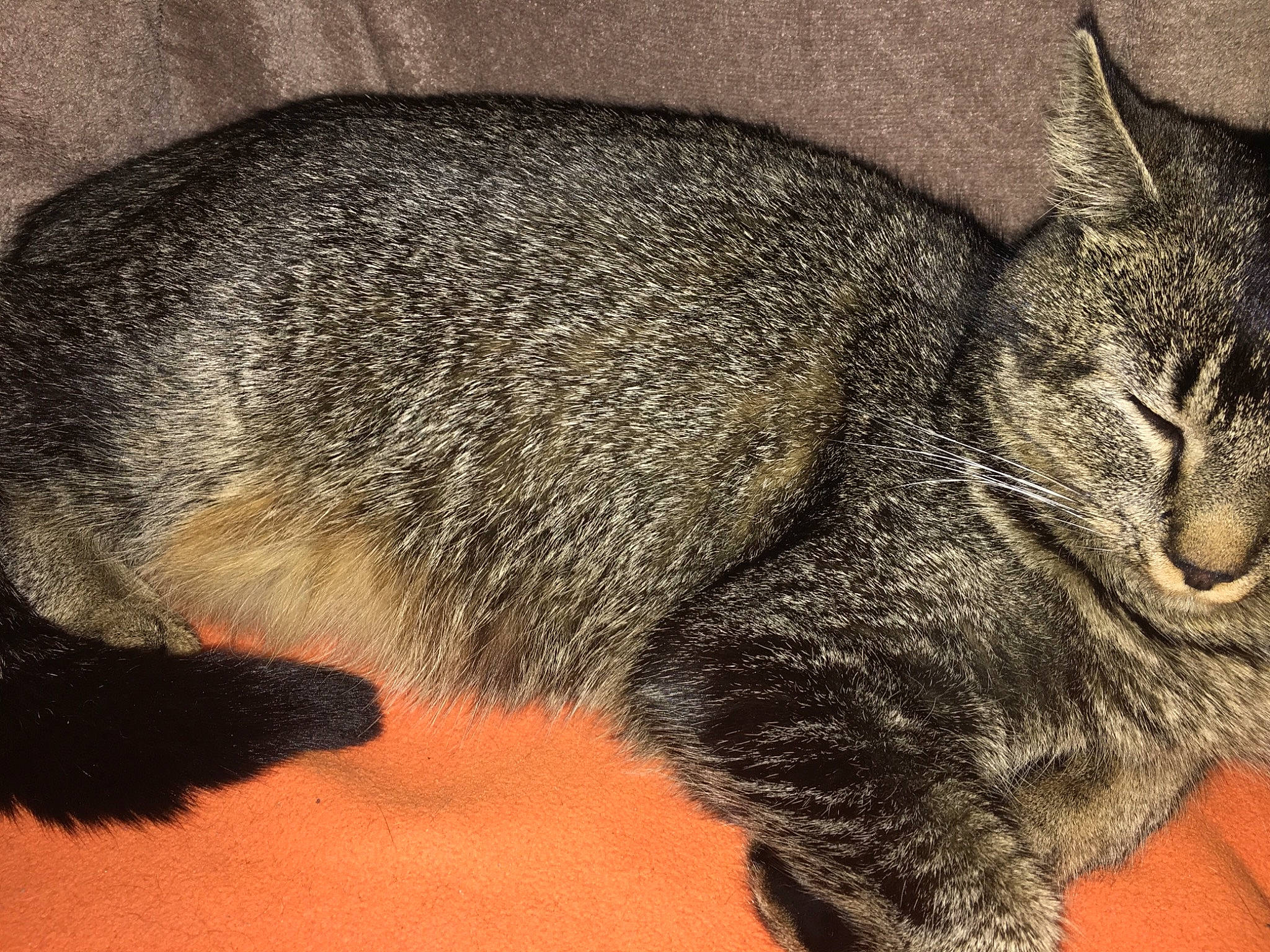 Buck a rejoint le concours — aidez-le/la à gagner de superbes lots ! asian, carnivore, cat, chausie, close_up, domestic_short_haired_cat, ear, european_shorthair, eye, felidae, fur, hair, kitten, nap, sleep, small_to_medium_sized_cats, snout, tabby_cat, tail, whiskers