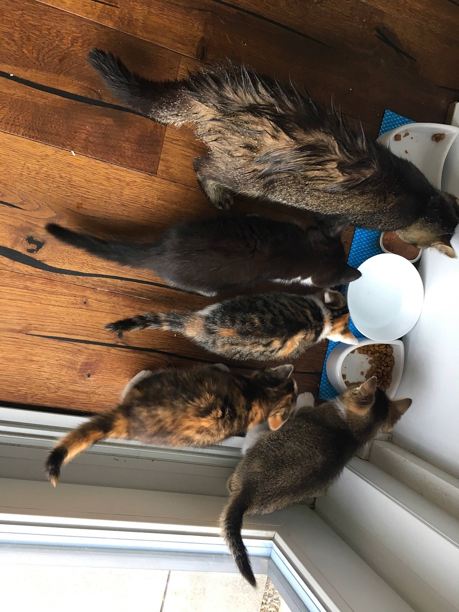 Buck participe au concours pour gagner de l'argent avec cette photo : claw, degu, muridae, muroidea, rat, rodent