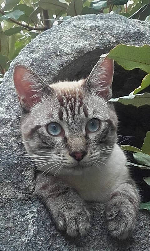 Kovu participe au concours pour gagner de l'argent avec cette photo : carnivore, cat, domestic_short_haired_cat, felidae, fur, grass, groundcover, paw, plant, small_to_medium_sized_cats, snout, terrestrial_animal, tree, whiskers, wildlife, window