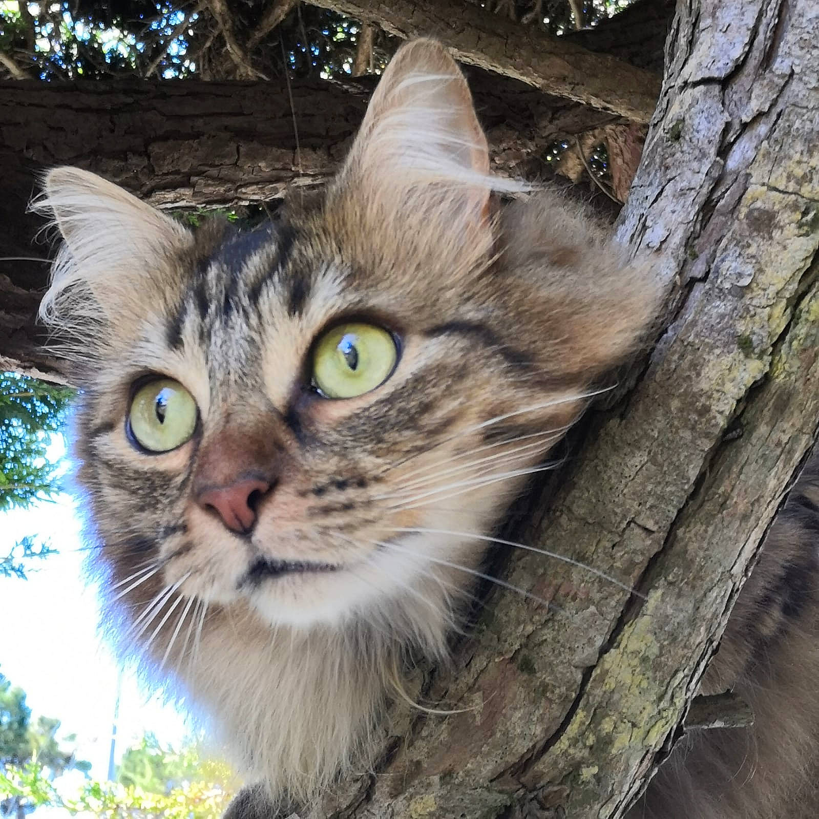 Peluchr participe au concours pour gagner de l'argent avec cette photo : carnivore, cat, domestic_short_haired_cat, felidae, fur, grass, iris, paw, plant, small_to_medium_sized_cats, snout, tail, terrestrial_animal, tree, trunk, twig, whiskers, wildlife, wood