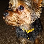 Ben joined the competition — help win amazing prizes! animal, bell, brown, carpet, close_up, collar, companion, curious, cute, dog, domestic_animal, ears, face, fluffy, fur, indoor, muzzle, pet, small_dog, whiskers