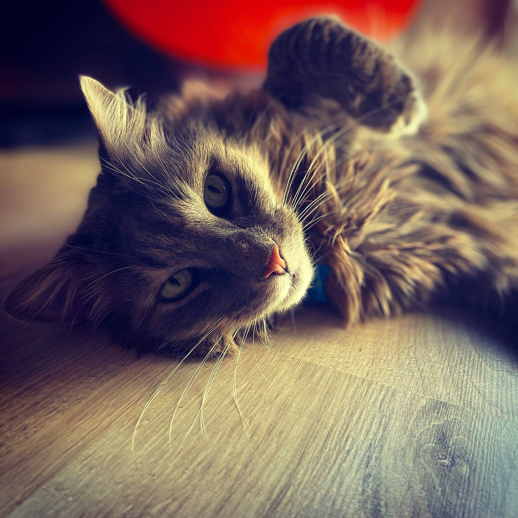 Bobo a rejoint le concours — aidez-le/la à gagner de superbes lots ! carnivore, cat, cloud, comfort, domestic_short_haired_cat, ear, felidae, flooring, fur, happy, hardwood, macro_photography, meteorological_phenomenon, paw, sky, small_to_medium_sized_cats, snout, tail, whiskers, wood