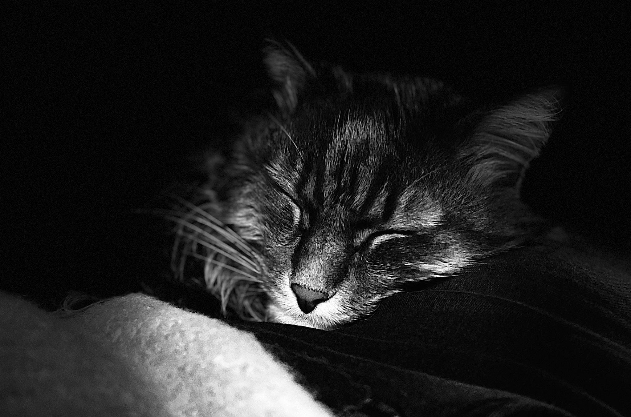 Bobo participe au concours pour gagner de l'argent avec cette photo : carnivore, cat, comfort, darkness, domestic_short_haired_cat, ear, felidae, flash_photography, fur, grey, monochrome, monochrome_photography, night, paw, sky, sleep, small_to_medium_sized_cats, still_life_photography, whiskers, wildlife