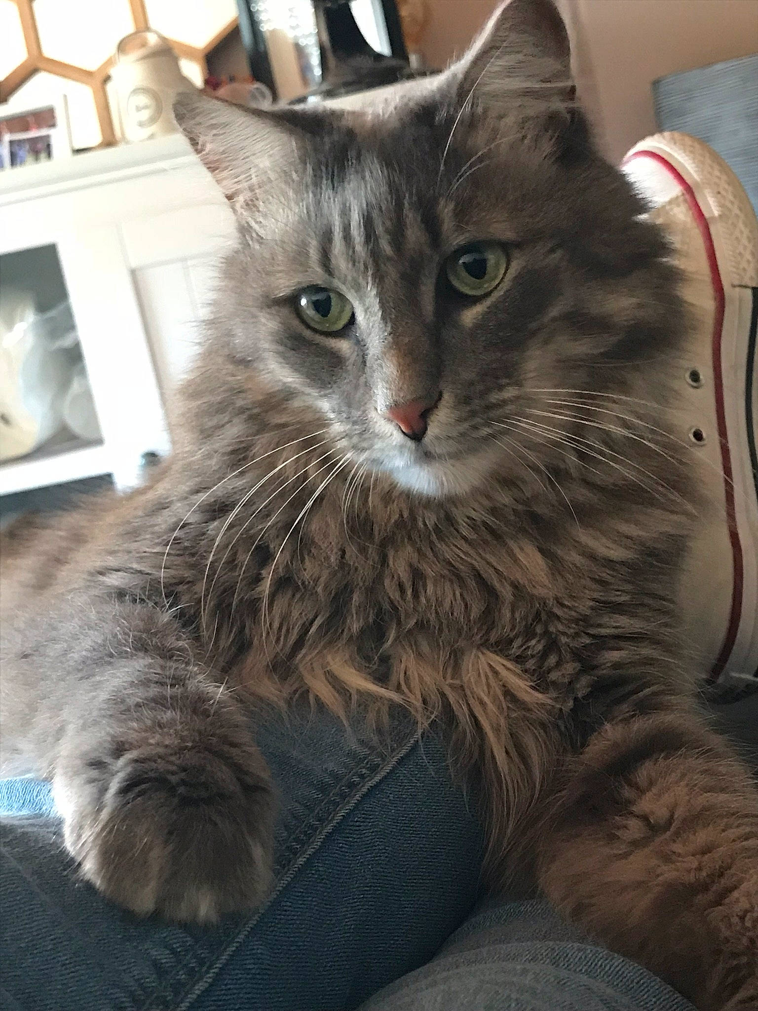 Bobo participe au concours pour gagner de l'argent avec cette photo : bed, carnivore, cat, claw, comfort, domestic_short_haired_cat, fawn, felidae, fur, grey, paw, picture_frame, siberian, sitting, small_to_medium_sized_cats, snout, tail, tree, whiskers, window