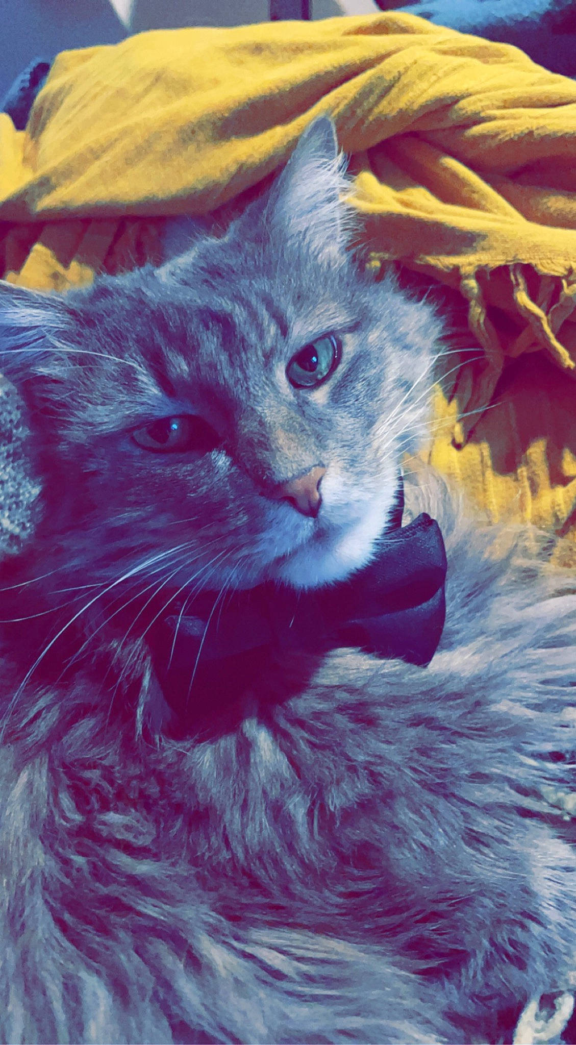 Bobo participe au concours pour gagner de l'argent avec cette photo : art, carnivore, cat, domestic_short_haired_cat, electric_blue, felidae, fur, grass, illustration, painting, plant, russian_blue, small_to_medium_sized_cats, snout, tail, watercolor_paint, whiskers, window