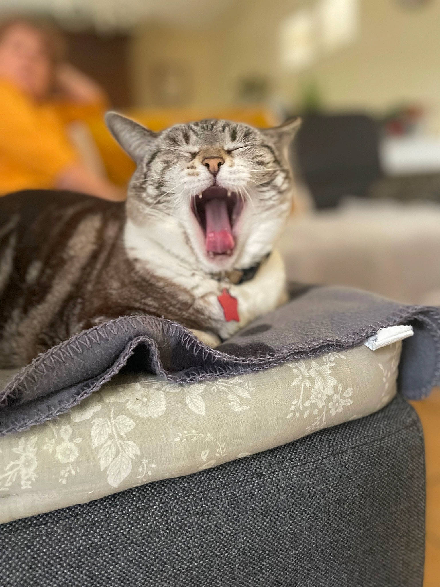 Izotope a rejoint le concours — aidez-le/la à gagner de superbes lots ! big_cats, carnivore, cat, claw, comfort, domestic_short_haired_cat, fang, felidae, fur, grey, jaw, paw, roar, small_to_medium_sized_cats, snout, terrestrial_animal, tooth, whiskers, wildlife, yawn