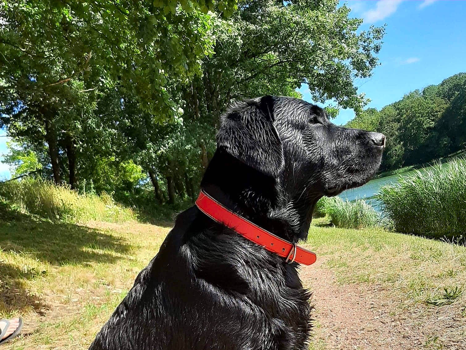 Balou participe au concours pour gagner de l'argent avec cette photo : borador, canidae, carnivore, cloud, collar, companion_dog, dog, dog_breed, dog_collar, fawn, grass, gun_dog, pet_supply, plant, sky, snout, sporting_group, tree, water, working_animal