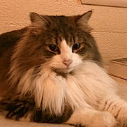 Wolfie is registered to the contest to win money with this photo: cat, fluffy, indoor, carpet, fur, animal, pet, relaxed, window, wall, closeup, mammal, whiskers, domestic, cute, feline, resting, soft, portrait, cozy