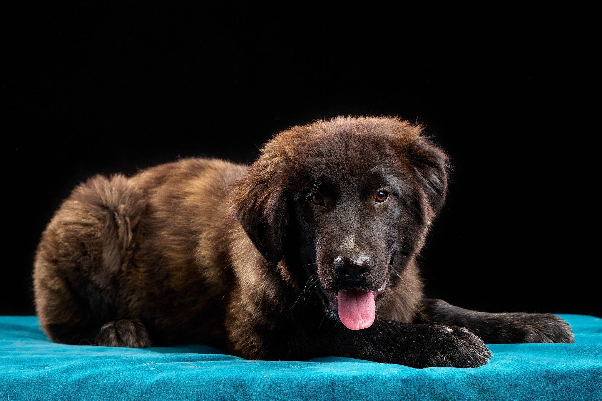 Willow participe au concours pour gagner de l'argent avec cette photo : canidae, carnivore, companion_dog, darkness, dog, dog_breed, fang, fur, guard_dog, gun_dog, liver, retriever, snout, sporting_group, terrestrial_animal, whiskers, working_dog