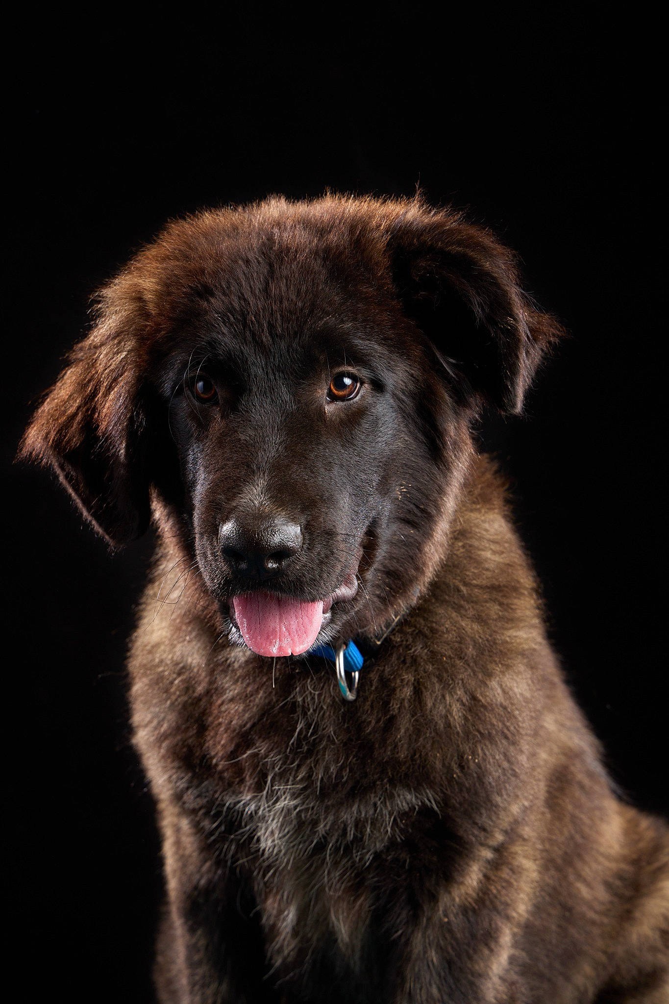 Willow participe au concours pour gagner de l'argent avec cette photo : ancient_dog_breeds, borador, canidae, carnivore, companion_dog, darkness, dog, dog_breed, dog_collar, electric_blue, flash_photography, fur, guard_dog, gun_dog, sporting_group, terrestrial_animal, whiskers, working_animal, working_dog