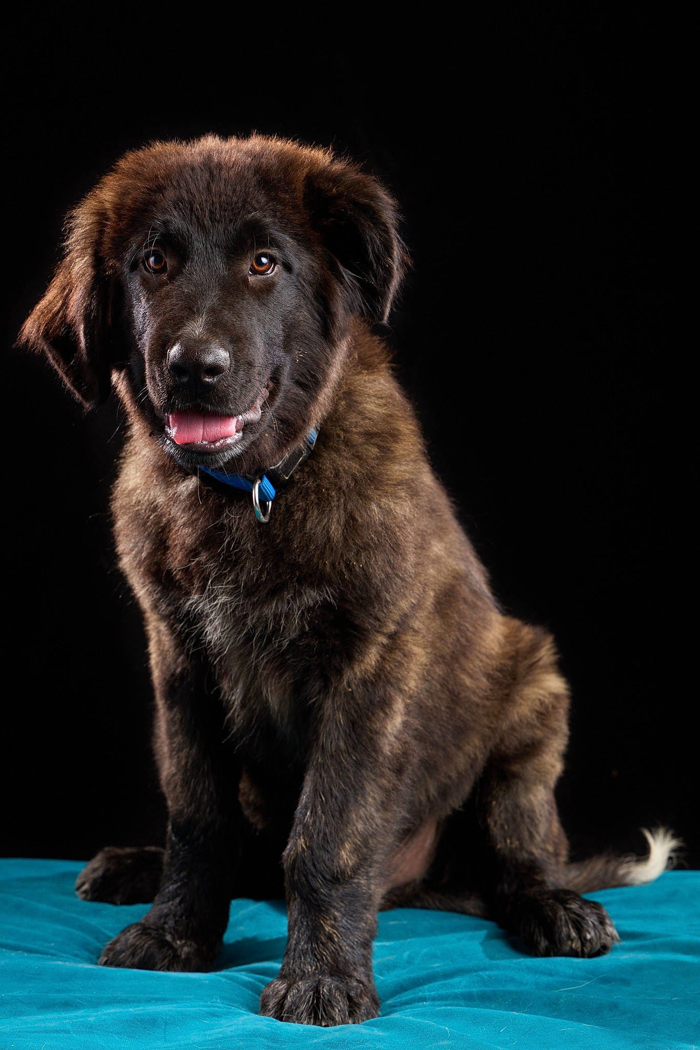 Willow participe au concours pour gagner de l'argent avec cette photo : ball, borador, canidae, carnivore, companion_dog, dog, dog_breed, dog_collar, electric_blue, fur, gun_dog, liver, snout, sporting_group, terrestrial_animal, whiskers, working_animal, working_dog