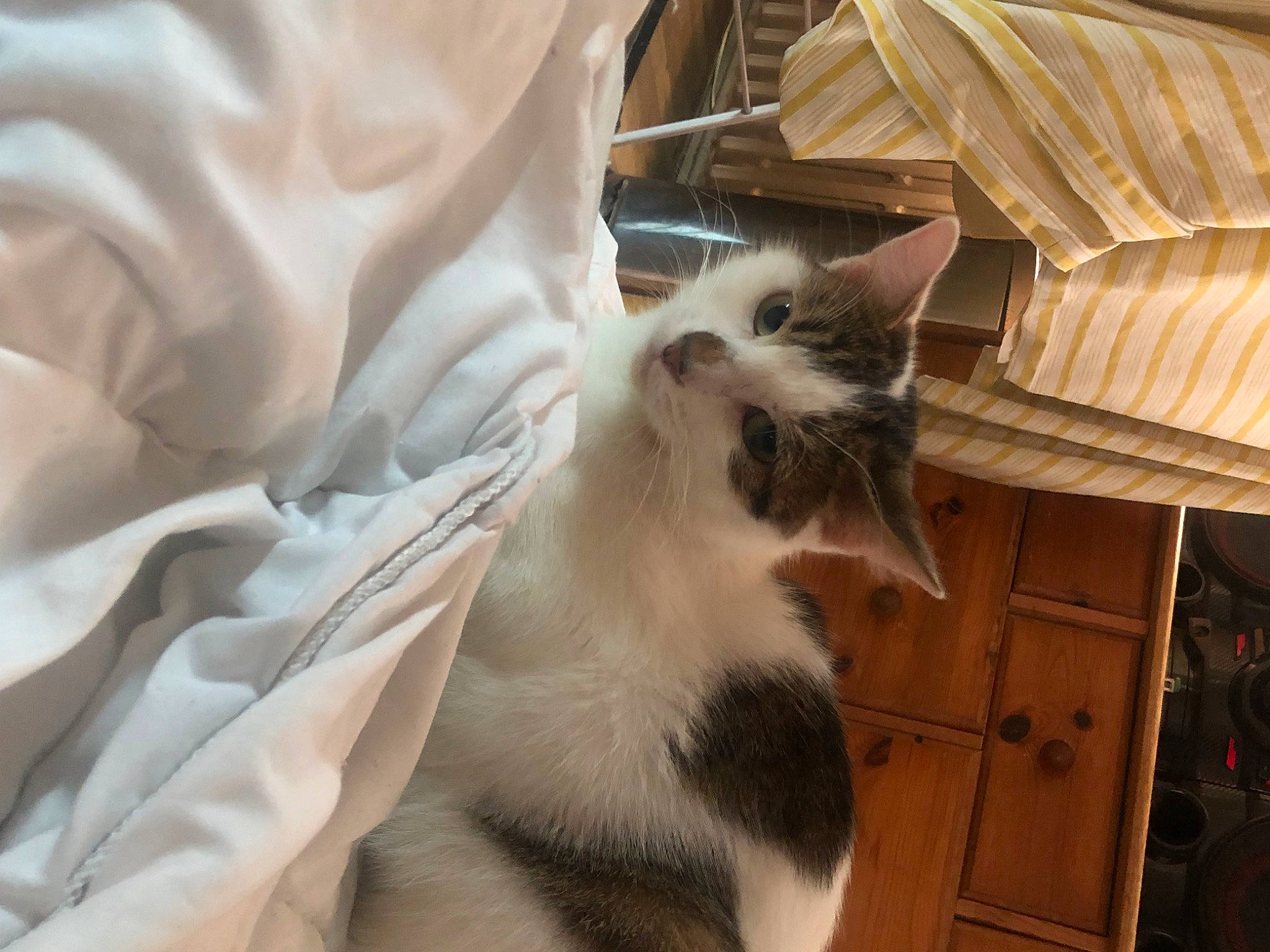 Lady participe au concours pour gagner de l'argent avec cette photo : cabinetry, carnivore, cat, comfort, cupboard, domestic_short_haired_cat, door, drawer, felidae, fur, hardwood, small_to_medium_sized_cats, whiskers, wood