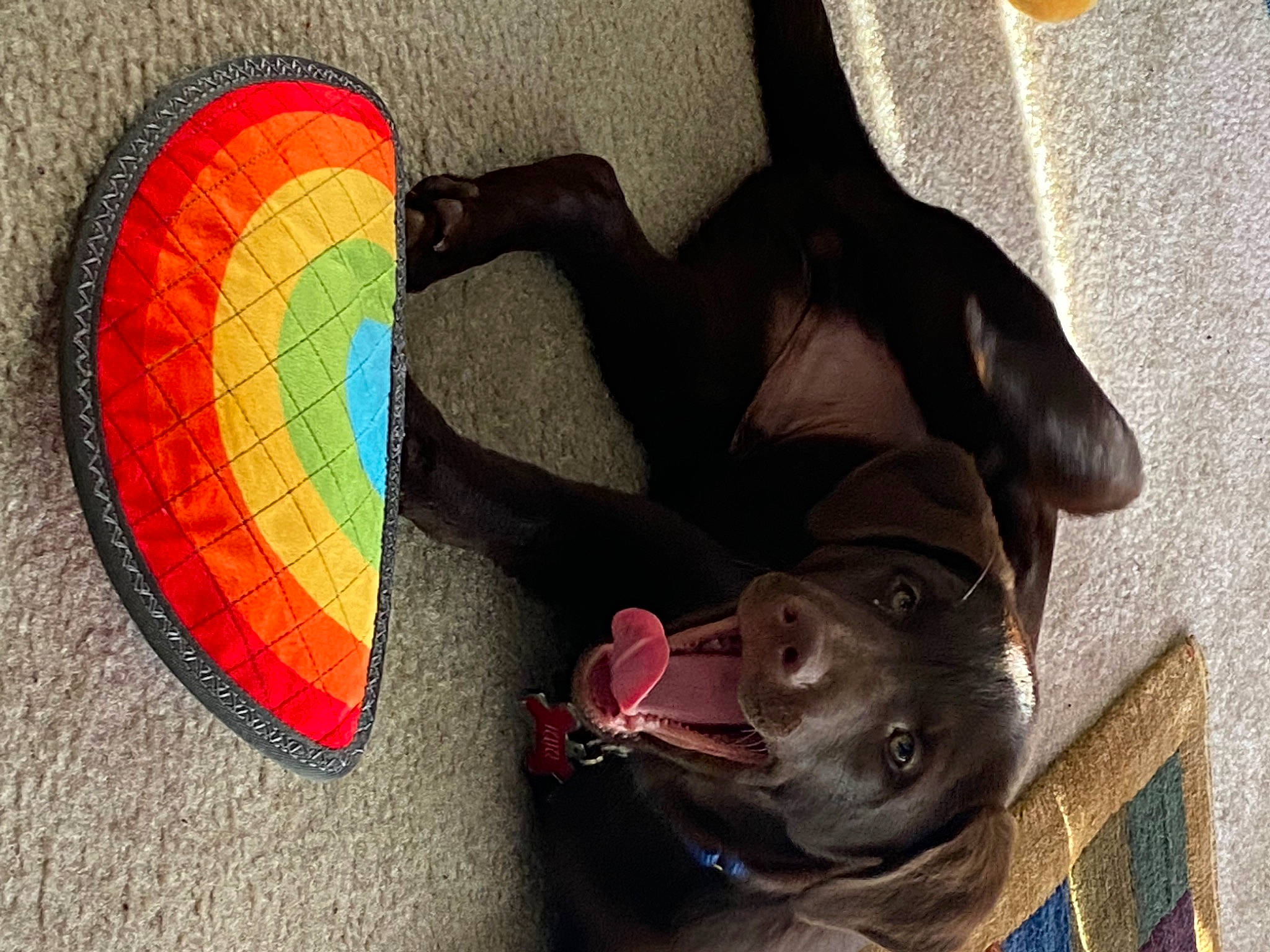 Juju joined the competition — help win amazing prizes! air_sports, art, carnivore, circle, comfort, companion_dog, dog, dog_breed, fashion_accessory, fun, parachute, pattern, personal_protective_equipment, recreation, snout, tints_and_shades, visual_arts, wind, windsports, working_animal