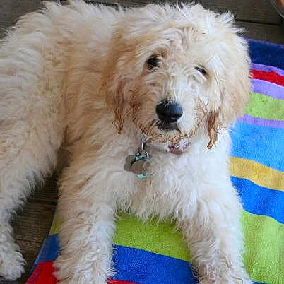 Maizy joined the competition — help win amazing prizes! briquet_griffon_vendeen, canidae, carnivore, cockapoo, companion_dog, dog, dog_breed, goldendoodle, labradoodle, maltepoo, mammal, non_sporting_group, poodle, poodle_crossbreed, puppy, rare_breed_dog, schnoodle, sporting_group, terrier, vertebrate