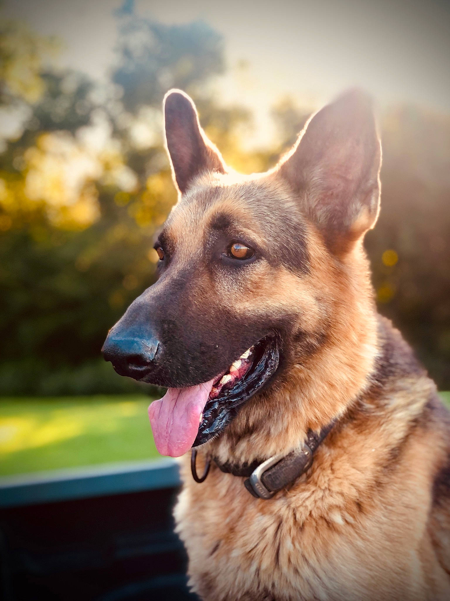 Bullet is registered to the contest to win money with this photo: canidae, carnivore, collar, companion_dog, dog, dog_breed, dog_collar, east_european_shepherd, fawn, fur, german_shepherd_dog, grass, herding_dog, jaw, king_shepherd, old_german_shepherd_dog, sky, snout, sporting_group, whiskers