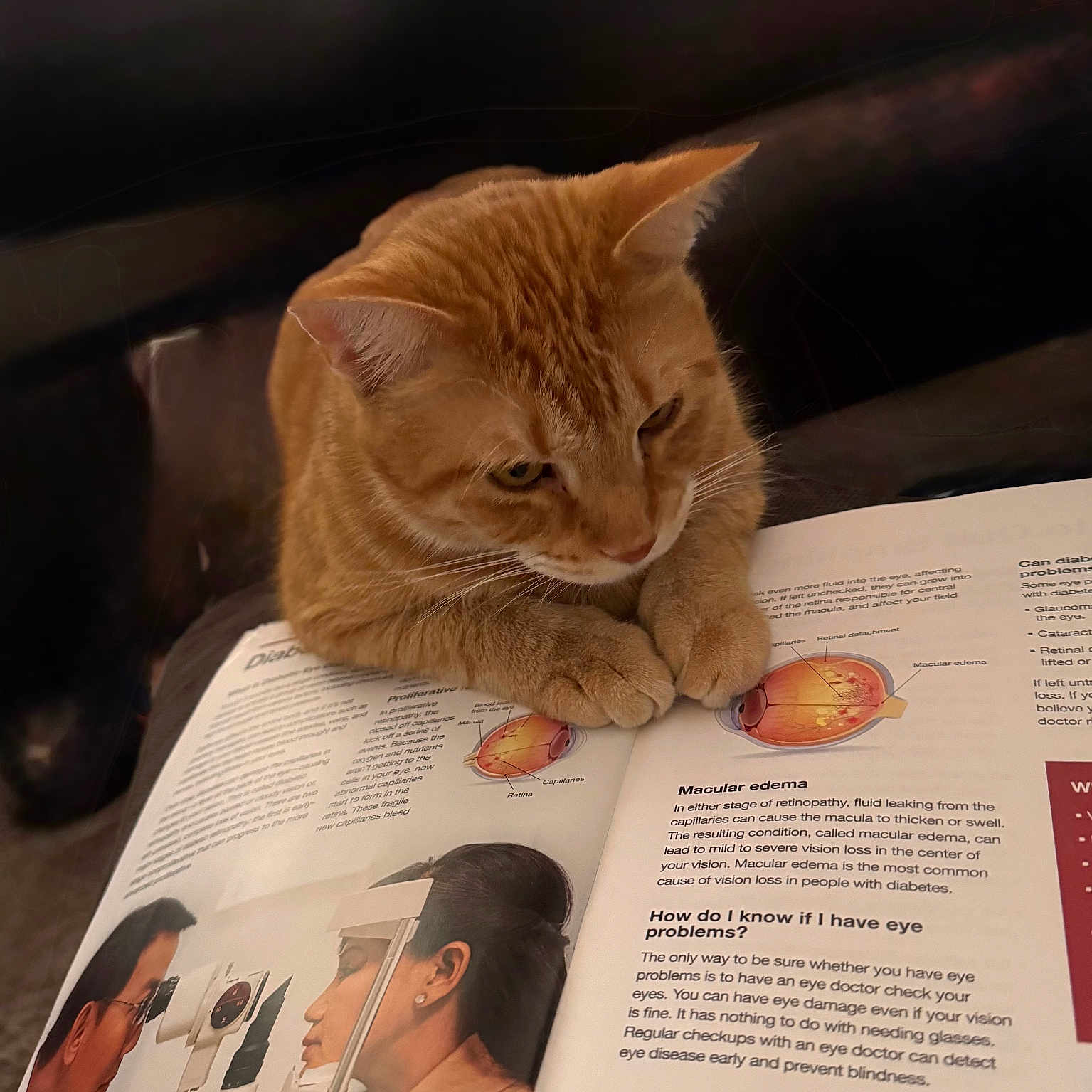 Pokes is registered to the contest to win money with this photo: accessories, adult, animal, book, cat, face, female, food, fruit, glasses, head, male, man, person, pet, plant, publication, reading, text, woman