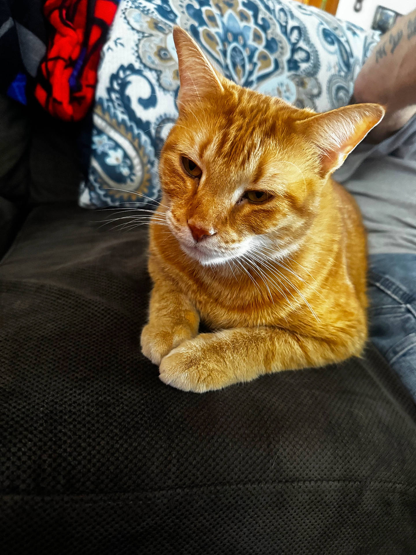 Pokes joined the competition — help win amazing prizes! abyssinian, animal, architecture, building, cat, chair, couch, cushion, furniture, homedecor, indoors, interiordesign, kitten, livingroom, manx, person, pet, pillow, room, sleeping