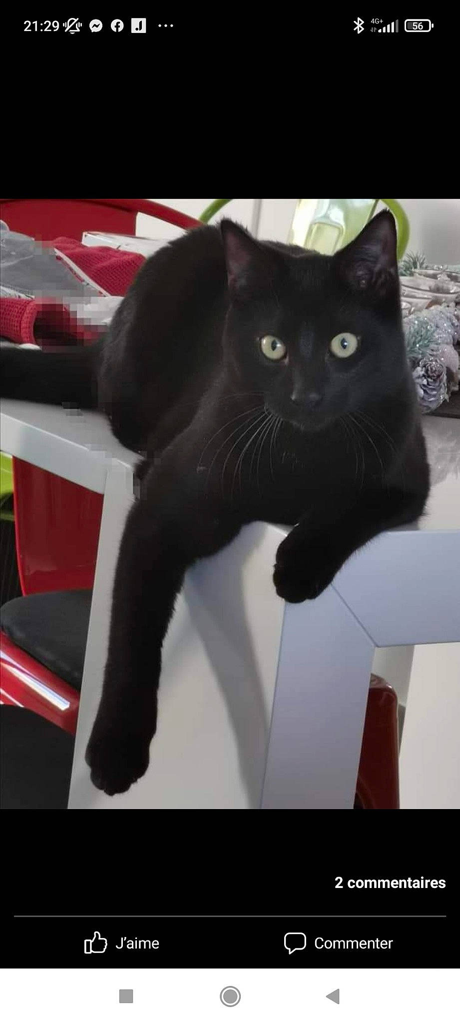 Raven participe au concours pour gagner de l'argent avec cette photo : automotive_exterior, black_cat, carmine, carnivore, cat, comfort, domestic_short_haired_cat, felidae, fender, fur, paw, pet_supply, rectangle, small_to_medium_sized_cats, snout, tail, whiskers