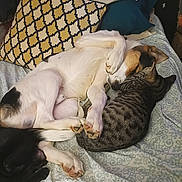 Dempsey is registered to the contest to win money with this photo: dog, cat, sleeping, snuggling, bed, pillow, blanket, paws, tabby_cat, mixed_breed_dog, fur, cozy, companion_pets, curled_up, domestic_animal, indoors, pattern_pillow, pets_cuddling, whiskers, resting
