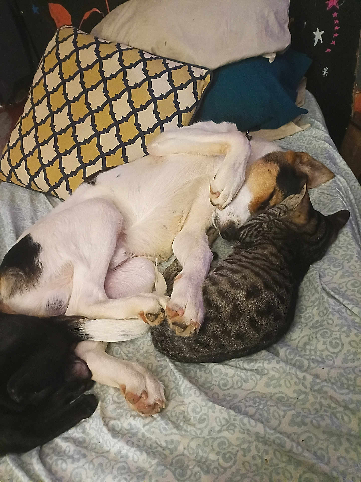 Dempsey is registered to the contest to win money with this photo: dog, cat, sleeping, snuggling, bed, pillow, blanket, paws, tabby_cat, mixed_breed_dog, fur, cozy, companion_pets, curled_up, domestic_animal, indoors, pattern_pillow, pets_cuddling, whiskers, resting