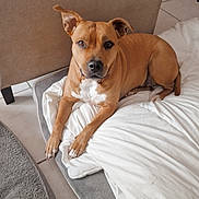 Tya a rejoint le concours — aidez-le/la à gagner de superbes lots ! dog, pet, tan, white, blanket, bed, couch, floor, tile, indoor, animal, canine, ears, face, looking, relaxed, home, comfort, fur, paw