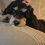 Nala a rejoint le concours — aidez-le/la à gagner de superbes lots ! dog, pet, close_up, curly_fur, black_and_tan, bow, cute, resting, cushion, beige, striped, indoors, portrait, animal, relaxed, sleepy, fur, face, snout, laying_down