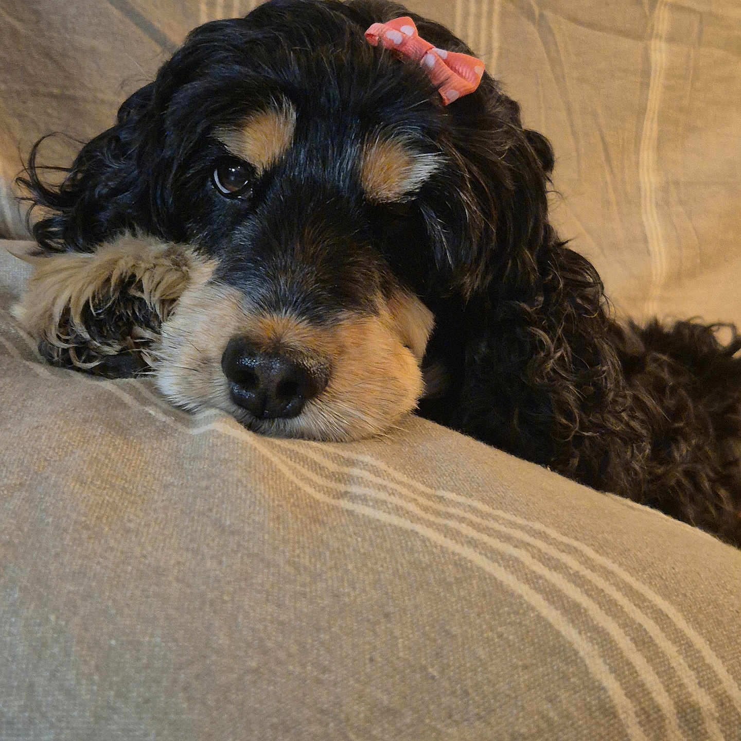 Nala a rejoint le concours — aidez-le/la à gagner de superbes lots ! animal, beige, black_and_tan, bow, close_up, curly_fur, cushion, cute, dog, face, fur, indoors, laying_down, pet, portrait, relaxed, resting, sleepy, snout, striped