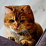 Aldo participe au concours pour gagner de l'argent avec cette photo : cat, orange_tabby, pet, animal, feline, whiskers, paws, fur, cute, indoor, closeup, face, ears, couch, resting, domestic_cat, mammal, portrait, expression, cozy