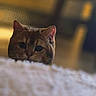 cat, animal, pet, feline, curious, indoor, soft_focus, warm_lighting, cozy, blurred_background, fur, ears, whiskers, head, closeup, mammal, domestic_animal, looking, peeking, face