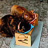Aldo participe au concours pour gagner de l'argent avec cette photo : cat, tortoiseshell_cat, brown_cat, cat_collar, feeding_bowl, wooden_stand, floor_tile, pet_feeding, domestic_cat, animal, pet, indoor, close_up, two_cats, eating, collar, food, meal, cute, companions