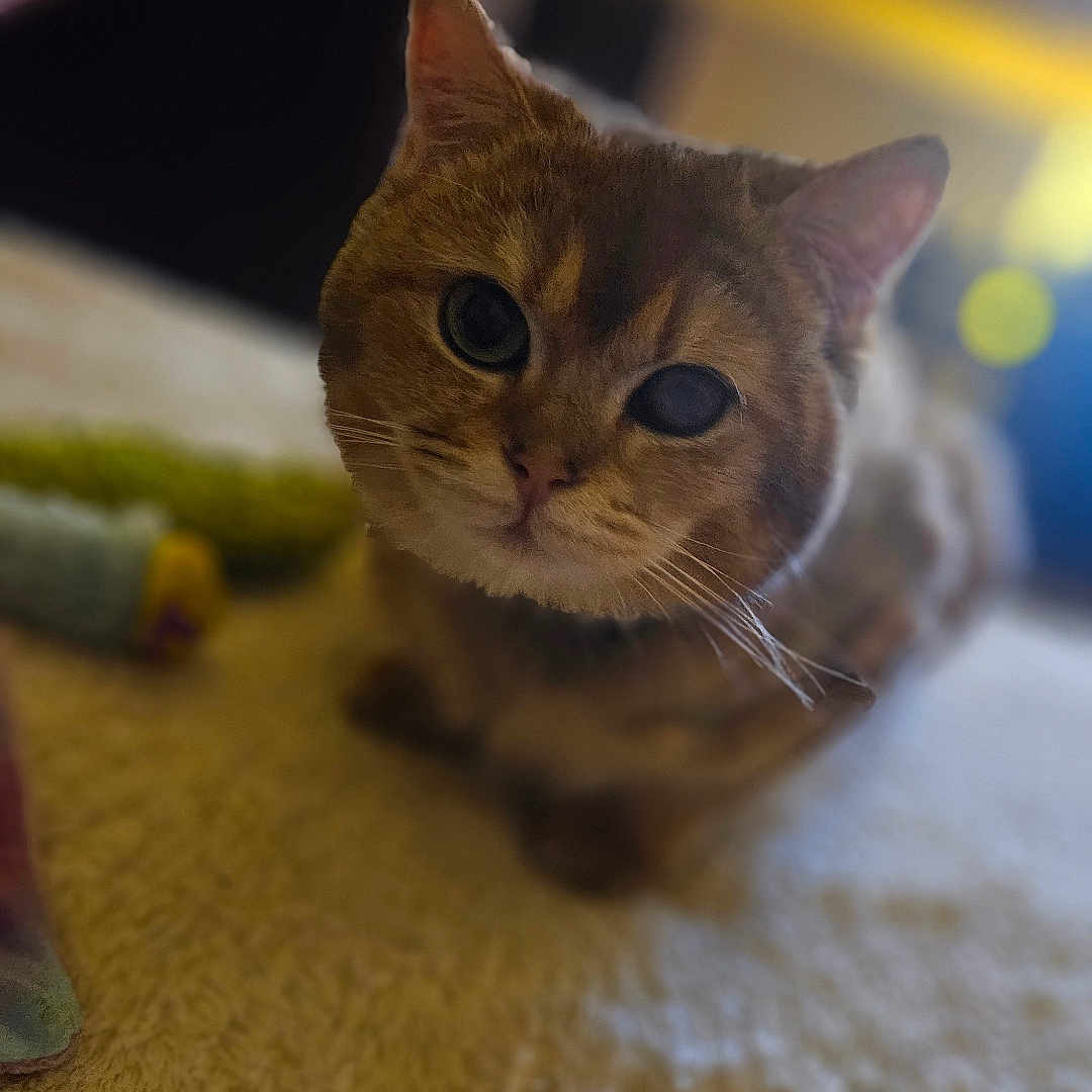 Aldo a rejoint le concours — aidez-le/la à gagner de superbes lots ! cat, pet, animal, fur, whiskers, ears, eyes, indoor, rug, cozy, curious, closeup, mammal, feline, home, soft, texture, blurred_background, cute, resting