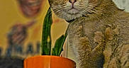 Aldo a rejoint le concours — aidez-le/la à gagner de superbes lots ! cat, plant, cactus, orange_pot, indoor, feline, portrait, blurred_background, decor, animal, pet, fur, whiskers, eye, table, brown_cat, closeup, domestic, houseplant, cute