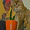 cat, plant, cactus, orange_pot, indoor, feline, portrait, blurred_background, decor, animal, pet, fur, whiskers, eye, table, brown_cat, closeup, domestic, houseplant, cute