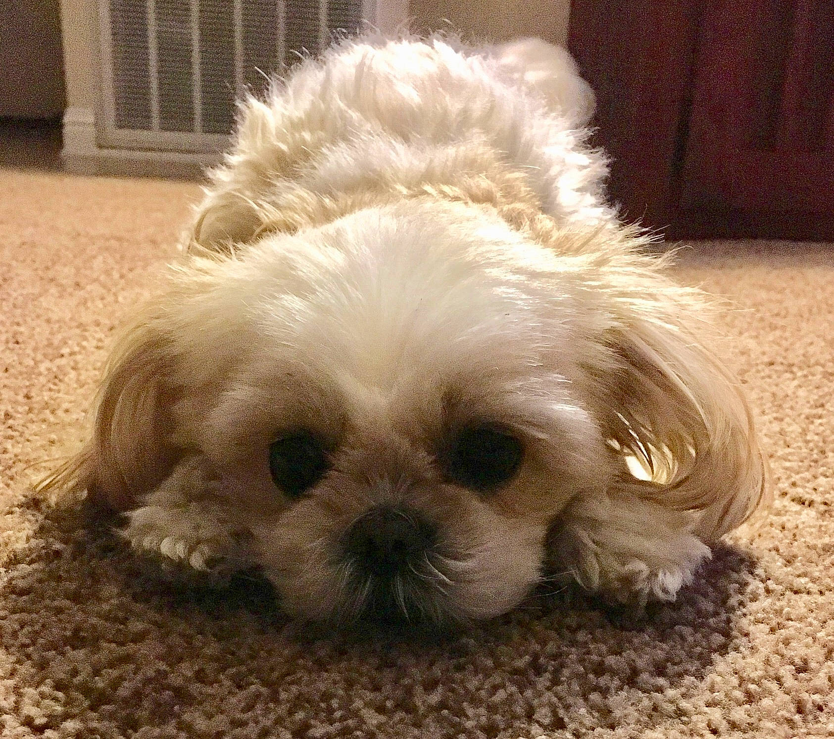 Sadie is registered to the contest to win money with this photo: canidae, carnivore, comfort, companion_dog, dog, dog_breed, fawn, fur, head, liver, mal_shi, maltepoo, shih_poo, shih_tzu, small_terrier, snout, sporting_group, terrestrial_animal, toy_dog, working_animal